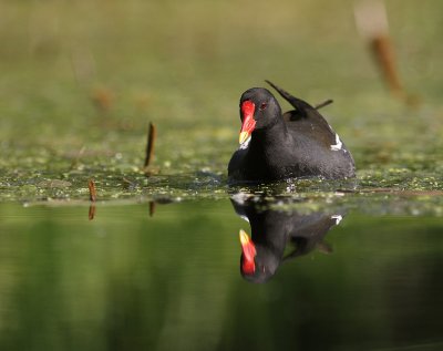 Rrhna [Common Moorhen] (IMG_9239)