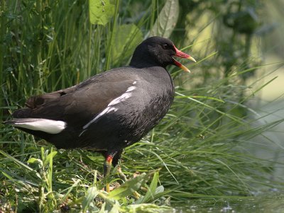 Rrhna [Common Moorhen] (IMG_9248)