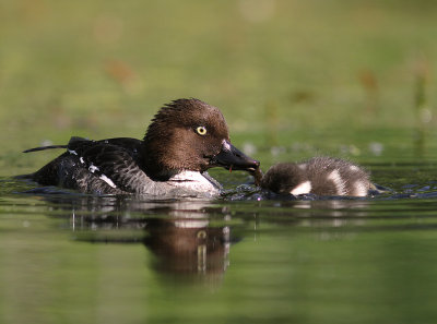 Knipa [Common Goldeneye] (IMG_9192)