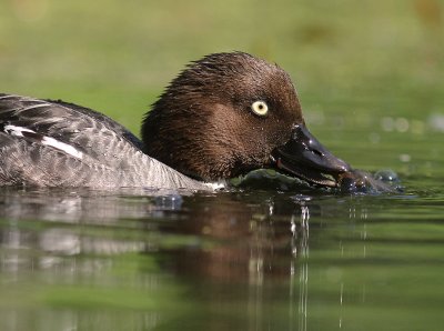 Knipa [Common Goldeneye] (IMG_9196)