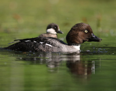 Knipa [Common Goldeneye] (IMG_9199)