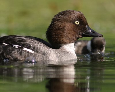 Knipa [Common Goldeneye] (IMG_9202)
