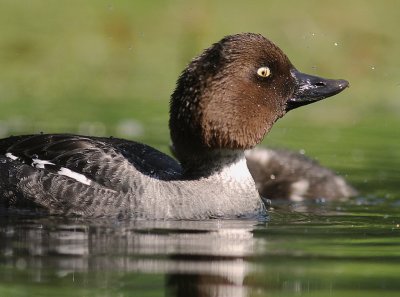 Knipa [Common Goldeneye] (IMG_9203)
