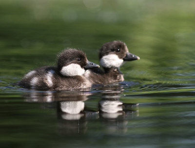 Knipa [Common Goldeneye] (IMG_9214)