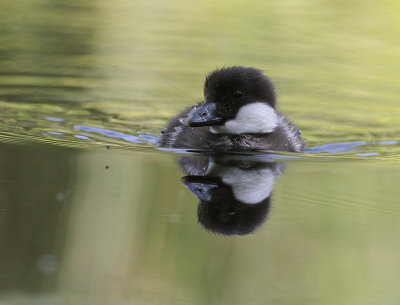 Knipa [Common Goldeneye] (IMG_9257)