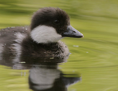Knipa [Common Goldeneye] (IMG_9262)