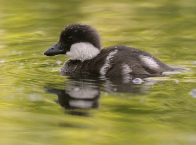Knipa [Common Goldeneye] (IMG_9268)