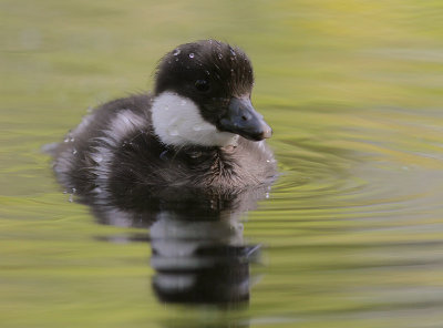 Knipa [Common Goldeneye] (IMG_9272)