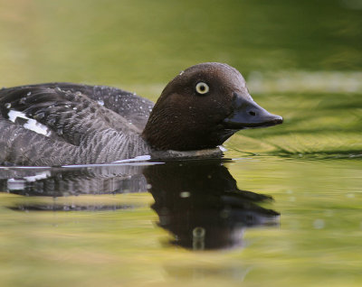 Knipa [Common Goldeneye] (IMG_9286)