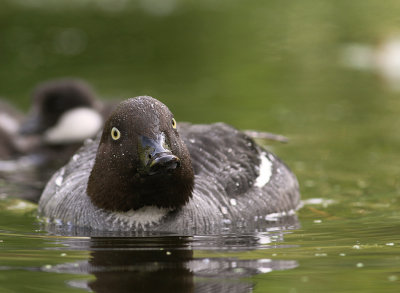 Knipa [Common Goldeneye] (IMG_9306)
