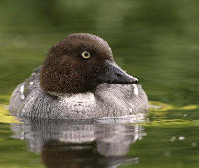 Knipa [Common Goldeneye] (IMG_9312)