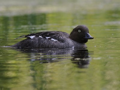 Knipa [Common Goldeneye] (IMG_9335)