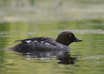 Knipa [Common Goldeneye] (IMG_9337)
