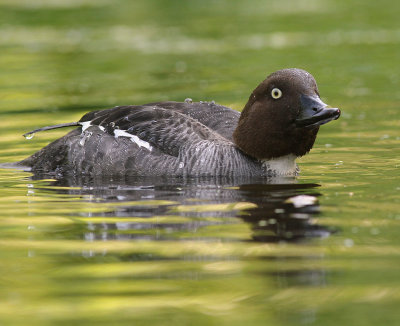 Knipa [Common Goldeneye] (IMG_9347)