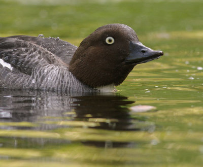 Knipa [Common Goldeneye] (IMG_9348)