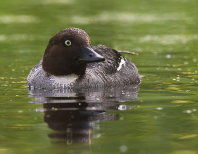 Knipa [Common Goldeneye] (IMG_9359)