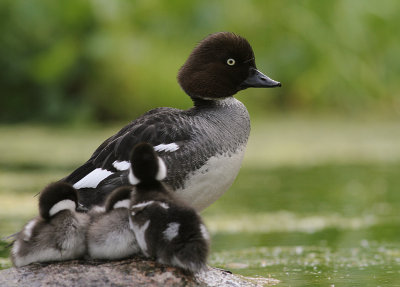 Knipa [Common Goldeneye] (IMG_9384)