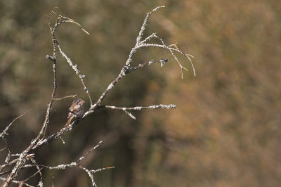 Rdhuvad trnskata [Woodchat Shrike] (IMG_0629)