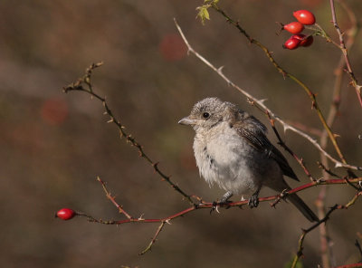 Rdhuvad trnskata [Woodchat Shrike] (IMG_5782)