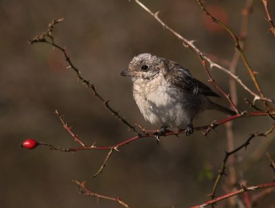 Rdhuvad trnskata [Woodchat Shrike] (IMG_5786)