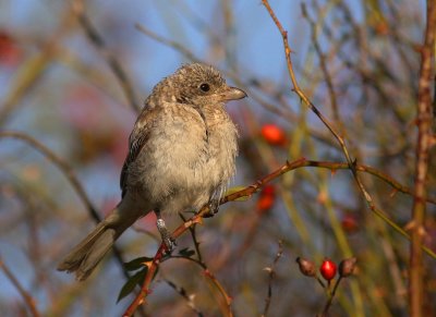 Rdhuvad trnskata [Woodchat Shrike] (IMG_5850)