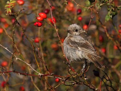 Rdhuvad trnskata [Woodchat Shrike] (IMG_5858)