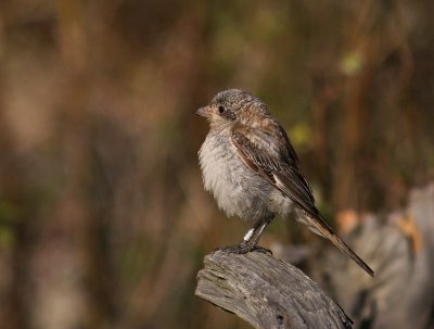 Rdhuvad trnskata [Woodchat Shrike] (IMG_5957)