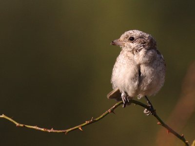 Rdhuvad trnskata [Woodchat Shrike] (IMG_6048)