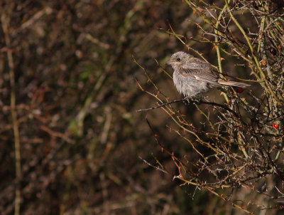 Rdhuvad trnskata [Woodchat Shrike] (IMG_6065)