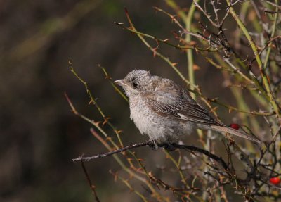 Rdhuvad trnskata [Woodchat Shrike] (IMG_6083)