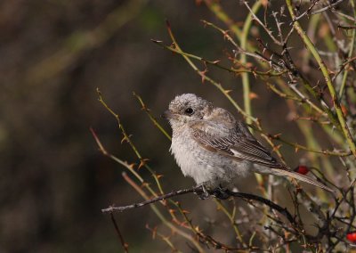 Rdhuvad trnskata [Woodchat Shrike] (IMG_6085)