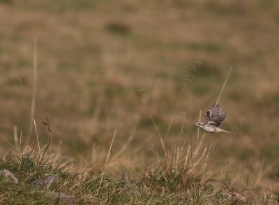 Rdhuvad trnskata [Woodchat Shrike] (IMG_6114)