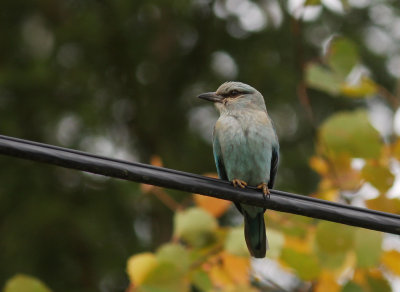 Blkrka [European Roller] (IMG_0021)