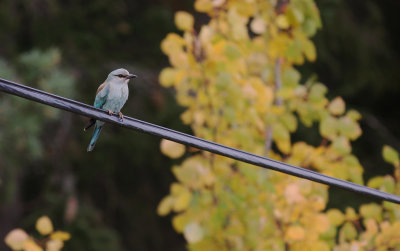 Blkrka [European Roller] (IMG_0111)