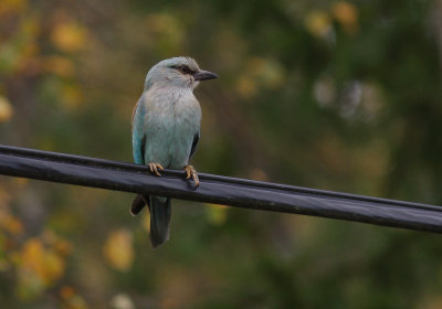 Blkrka [European Roller] (IMG_0149)