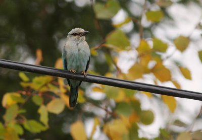 Blkrka [European Roller] (IMG_9954)
