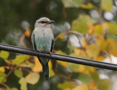 Blkrka [European Roller] (IMG_9985)