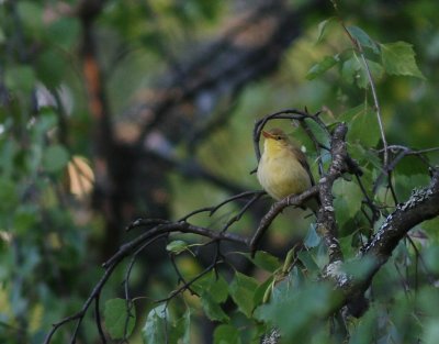 Polyglottsngare [Melodious Warbler] (IMG_9553)