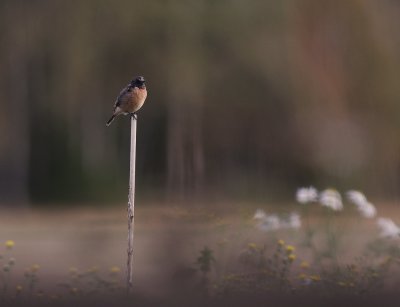 Svarthakad buskskvtta [C. Stonechat] (IMG_9331)