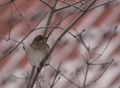 Svarthalsad trast [Dark-throated Thrush] (IMG_1742)