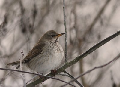 Svarthalsad trast [Dark-throated Thrush] (IMG_1943)