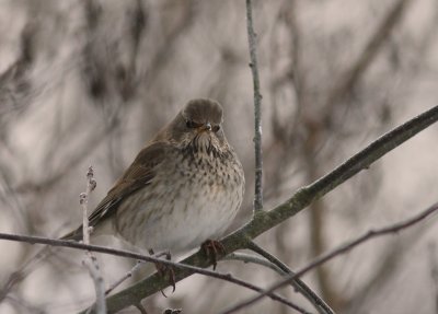 Svarthalsad trast [Dark-throated Thrush] (IMG_1951)