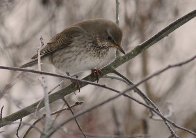 Svarthalsad trast [Dark-throated Thrush] (IMG_1956)