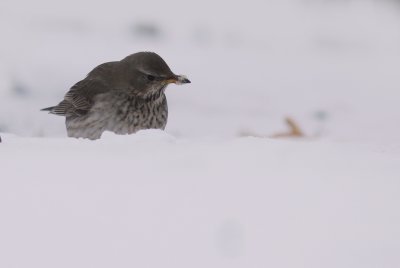 Svarthalsad trast [Dark-throated Thrush] (IMG_2059)