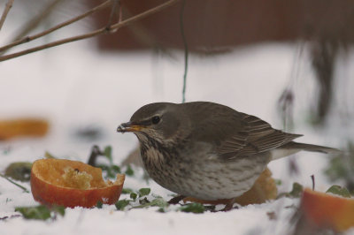 Svarthalsad trast [Dark-throated Thrush] (IMG_2107)