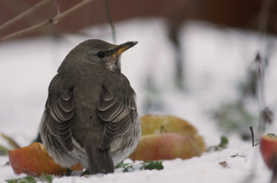 Svarthalsad trast [Dark-throated Thrush] (IMG_2130)