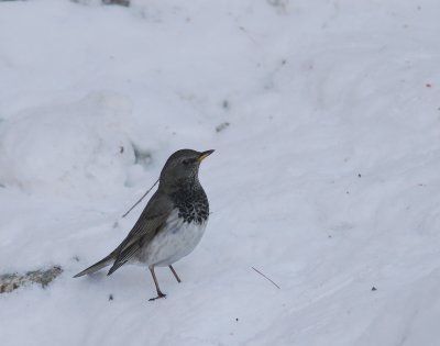 Svarthalsad trast [Dark-throated Thrush] (IMG_9452)