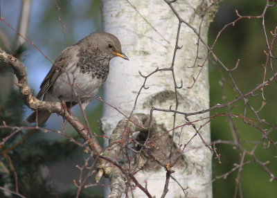 Svarthalsad trast [Dark-throated Thrush] (IMG_9504)