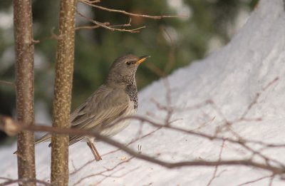 Svarthalsad trast [Dark-throated Thrush] (IMG_9513)