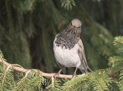 Svarthalsad trast [Dark-throated Thrush] (IMG_9534)